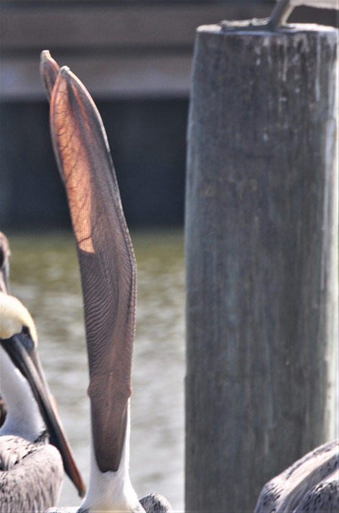 pelican beak